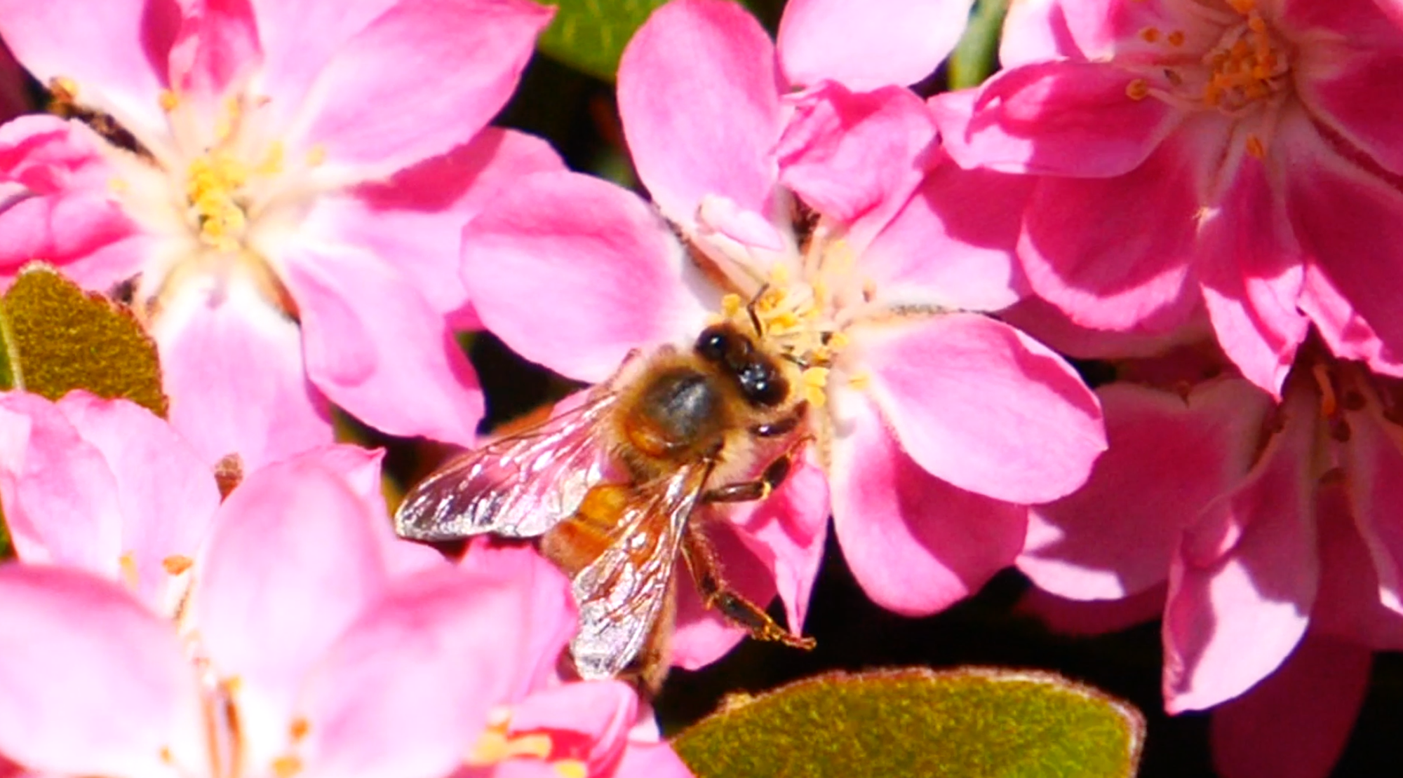 MOJO Docs: Saving the Bees