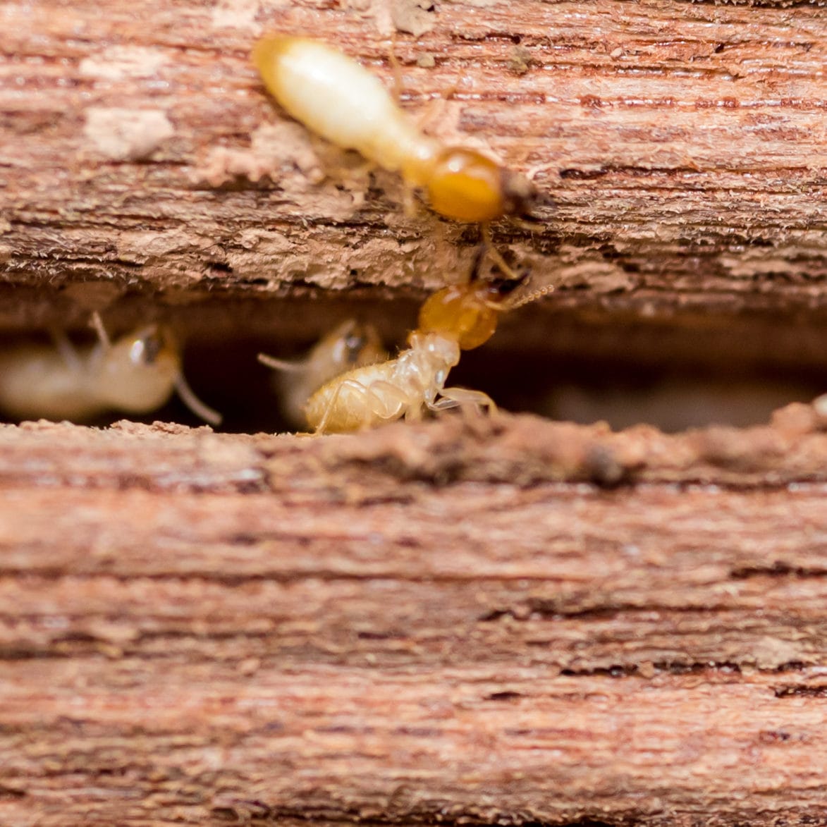 'How is this possible?' Parents fuming after termite-damaged school denied mobile classrooms