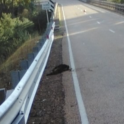 Tunnels endangering local wildlife and drivers, animal advocates say