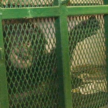 Chimpanzee plaintiffs: the next social justice movement