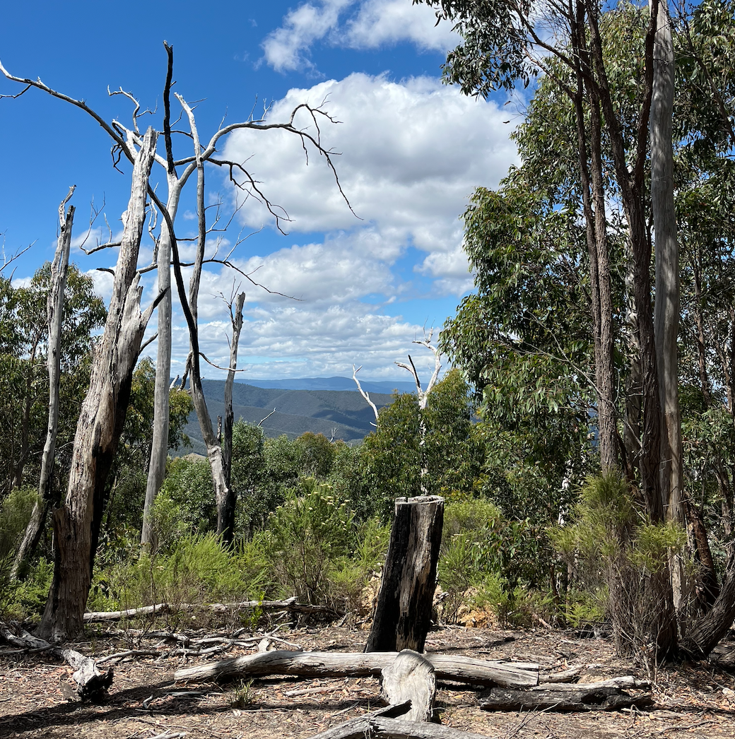 Fresh calls to axe native-forest logging amid viable solutions