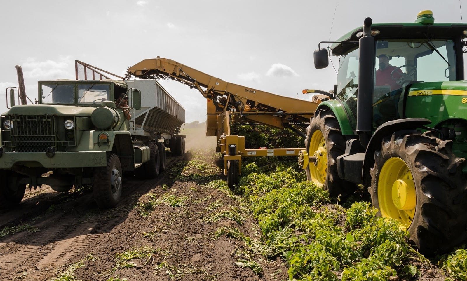 Don't have a cow: report finds becoming vegetarian will reduce climate change