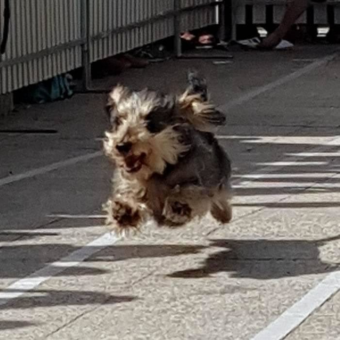 The race that stopped Melbourne: Run, wieners, run