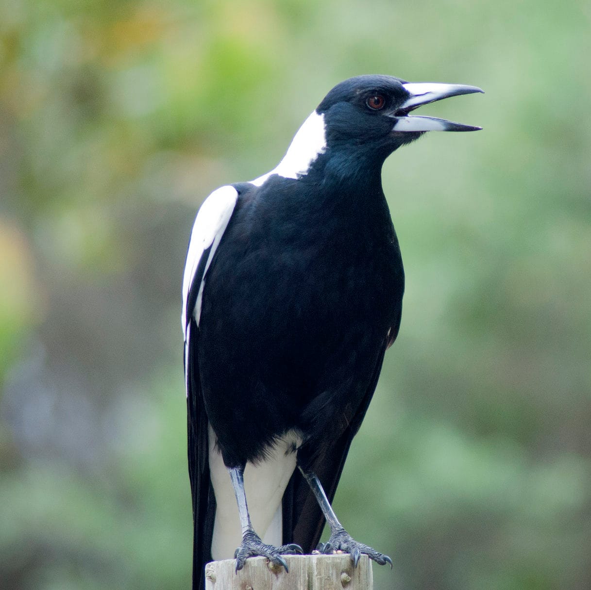 Get a bird's eye view on our city's health