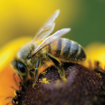 Urban bees need all the help we can give