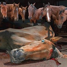 Two sides to a thoroughbred horror show