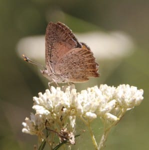 Concern for threatened Eltham Copper Butterfly