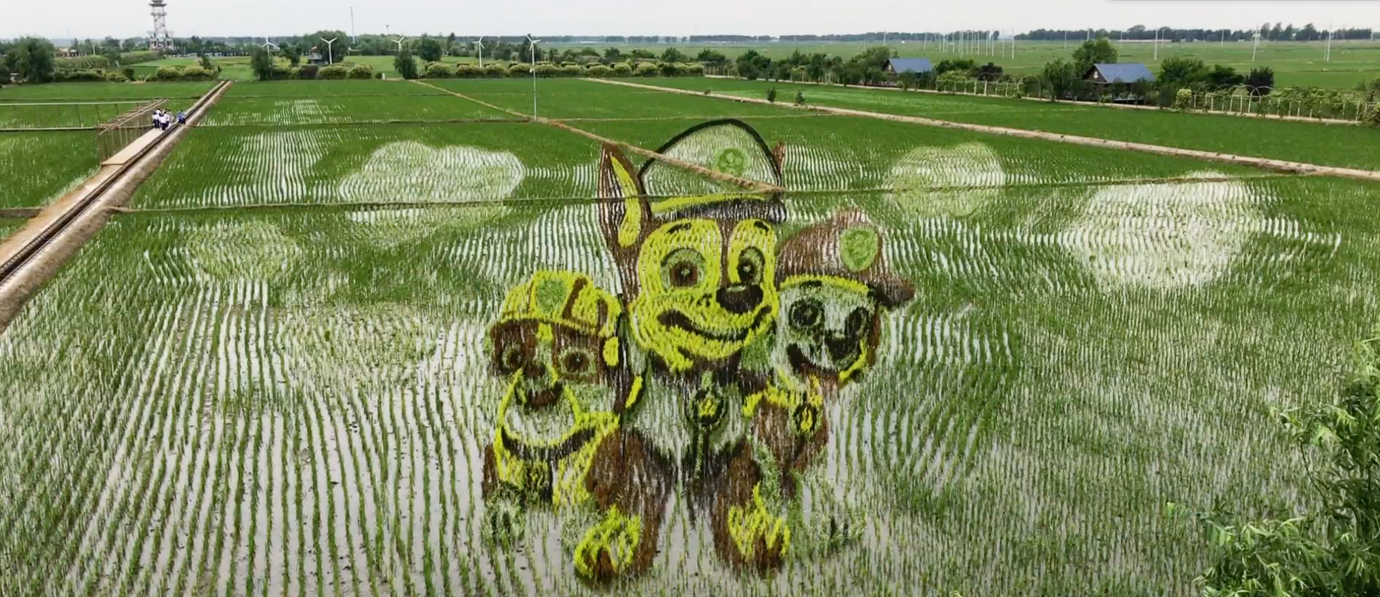 MOJO Docs: Rice Paddy Art a major drawcard to provincial China