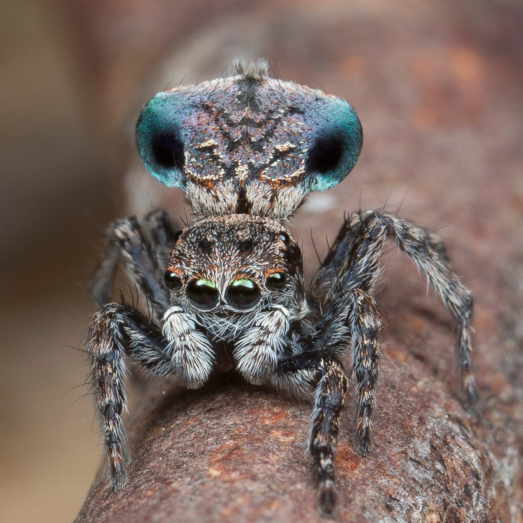 From pretty to painful: Seven bizarre new creatures