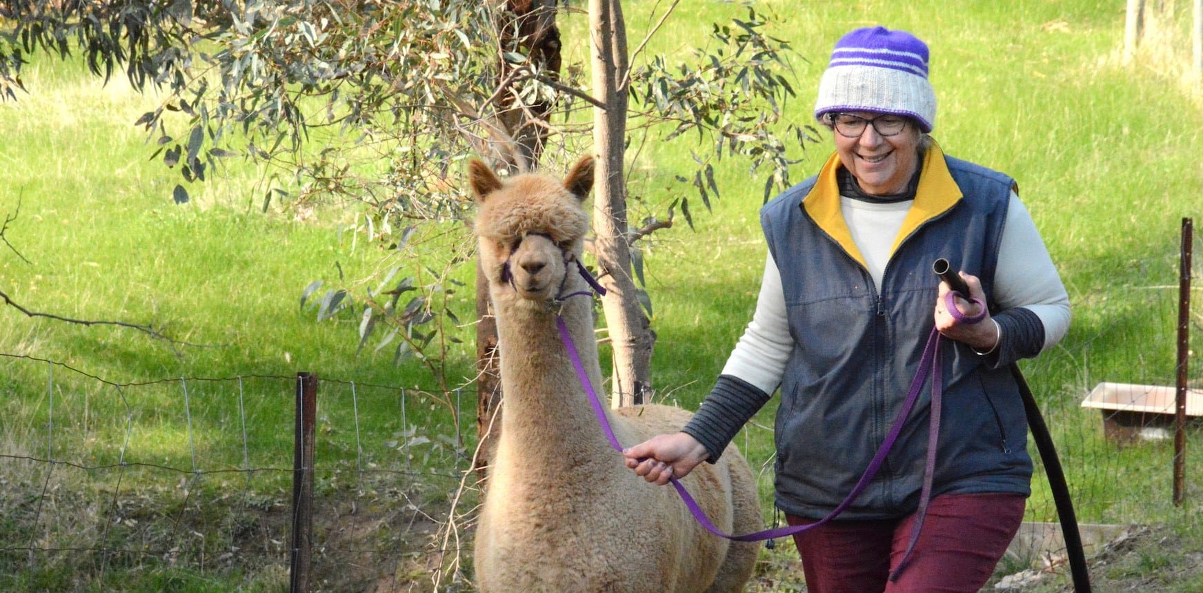 PICTURES: Wrapped up in alpaca farming