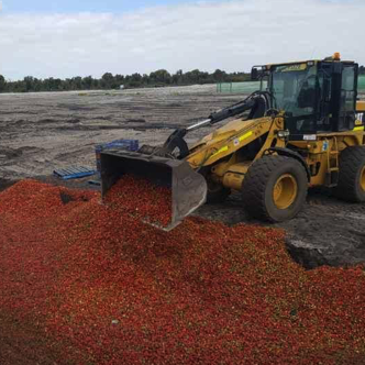 Strawberry farm pain spreads to other businesses