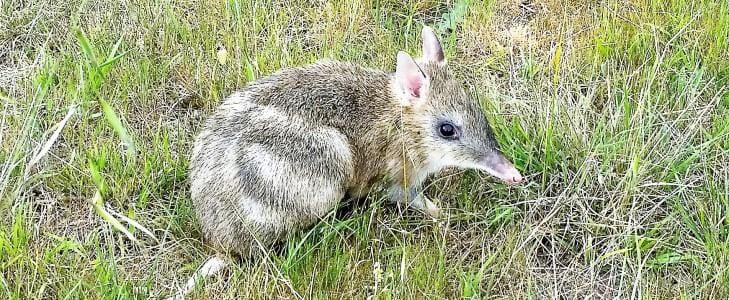 Dry conditions push endangered bandicoot closer to extinction