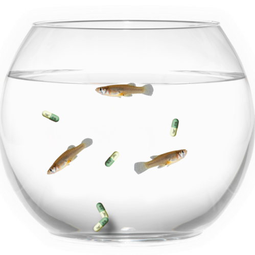 Chilled-out fish: antidepressants in waterways have toxic effect on animal behaviour