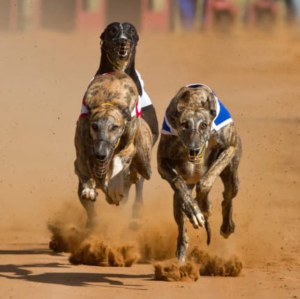 Australia falling behind on animal welfare standards