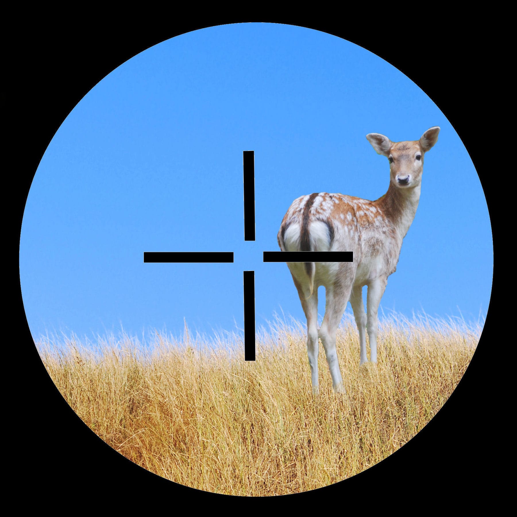 Feral deer control: better research will ‘turn the tables’ experts say