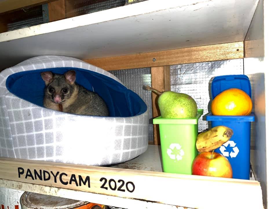 Hello Possum: Native animal amasses social media following