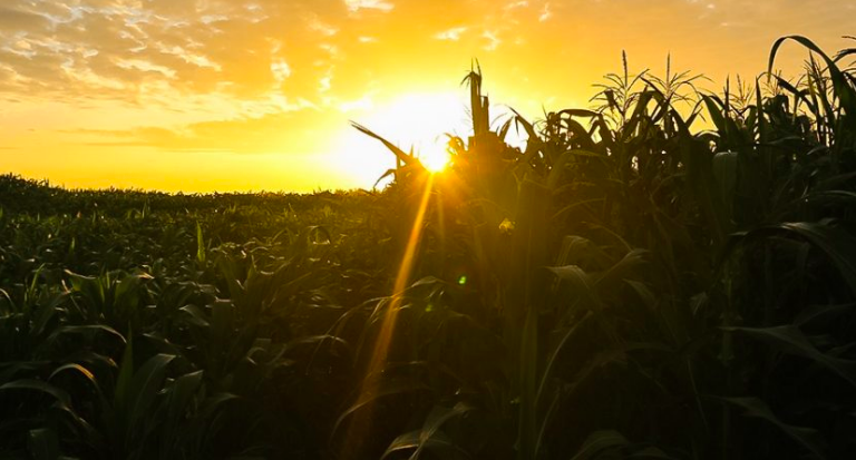 Cambodian corn farms go GMO