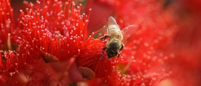 Sweet and sour: Honey bees face uncertain future