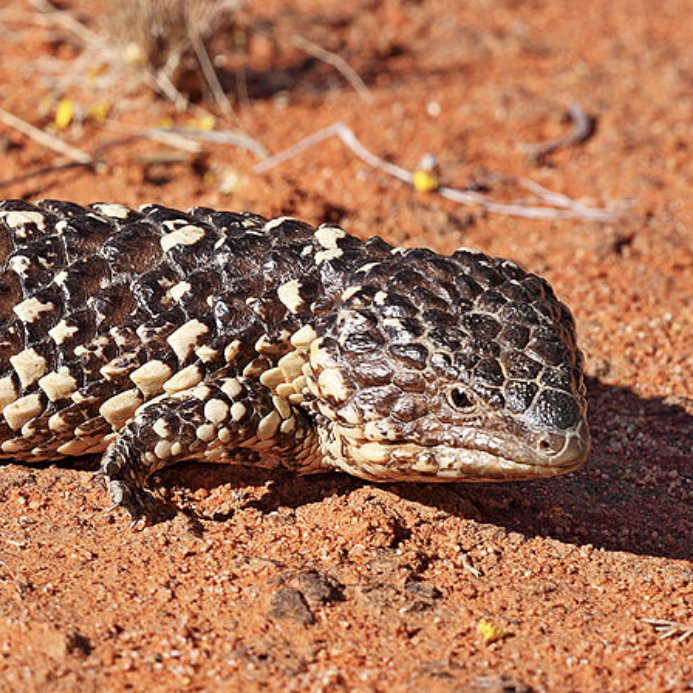 Sleepy lizard provides a key to planning for the impact of climate change on animals