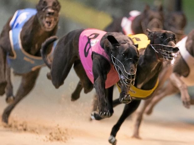 Australia’s deadliest state for greyhounds