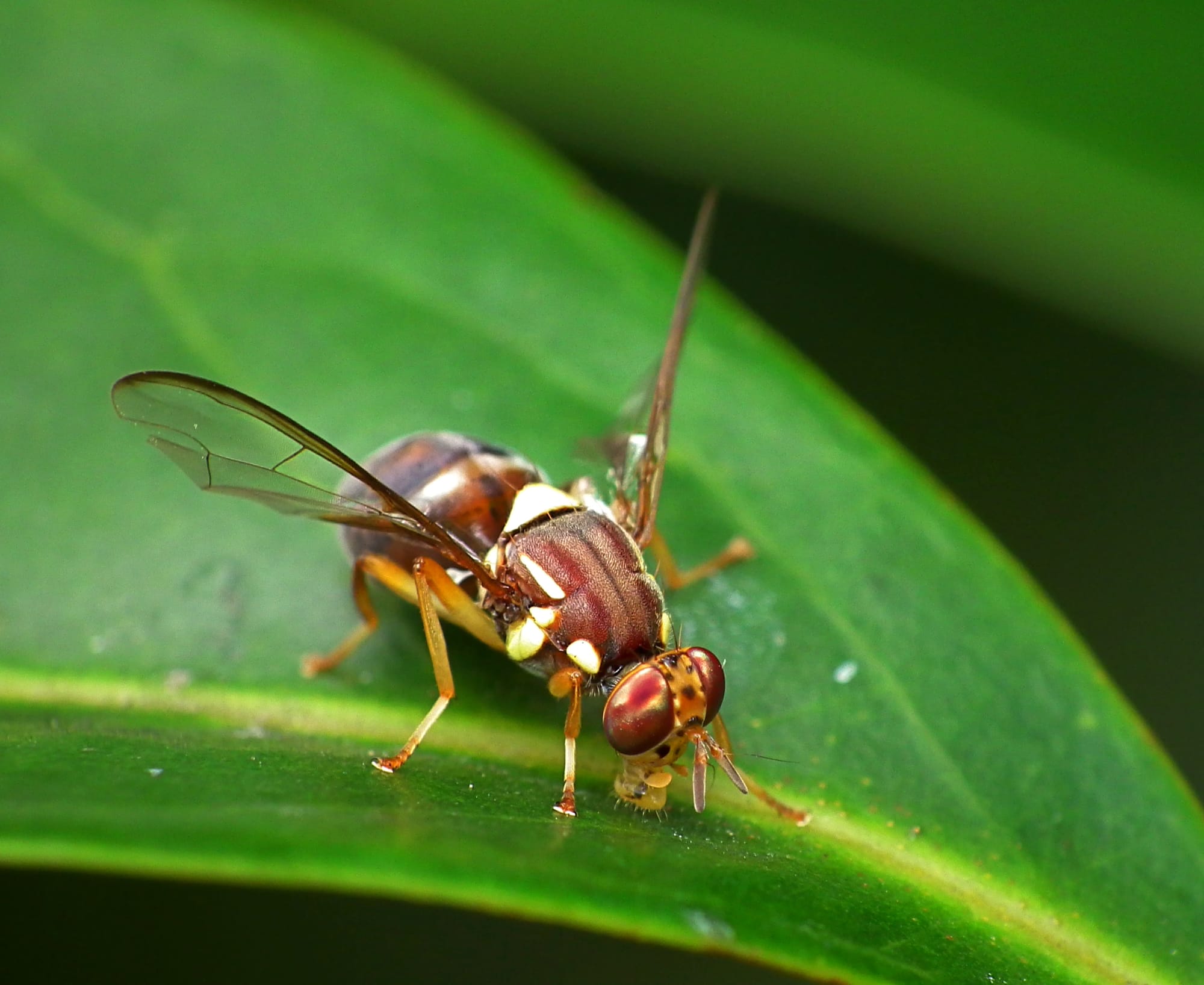 Fruit fly funding cut drives rift in the Goulburn Valley