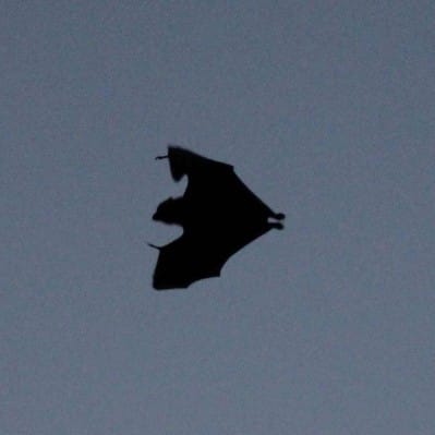 Melbourne goes batty for new exhibition