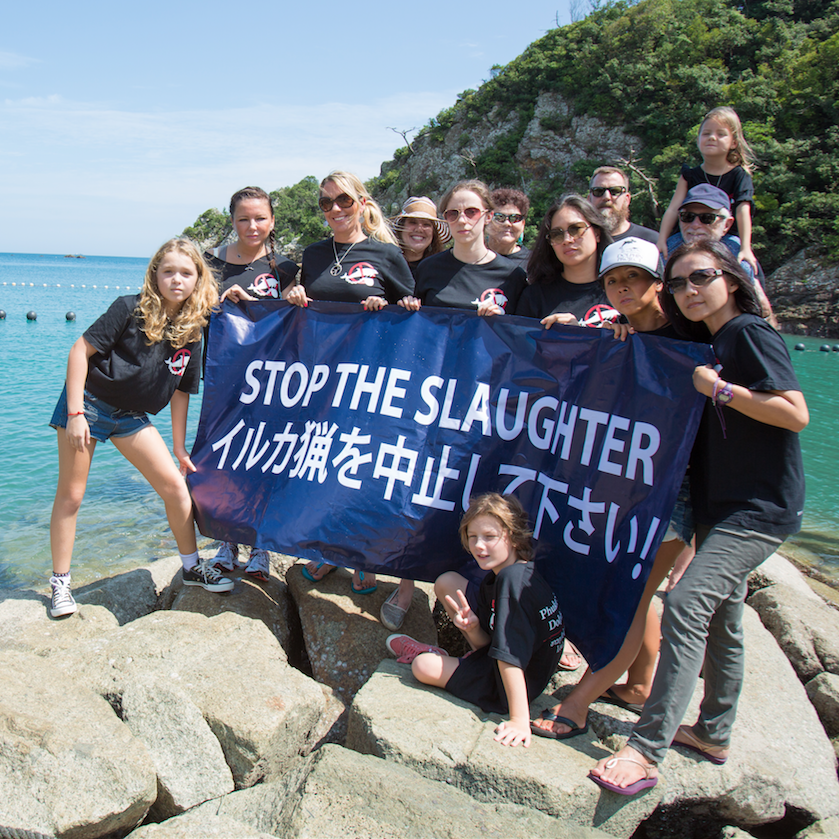 Thanks but no tanks: why you should say no to dolphin shows