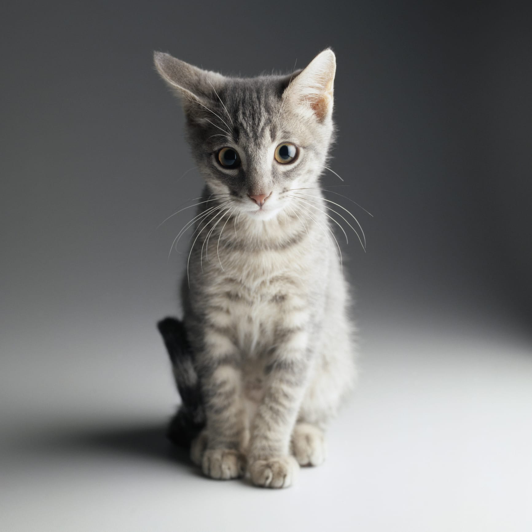 Purr-fect age to desex sparks debate