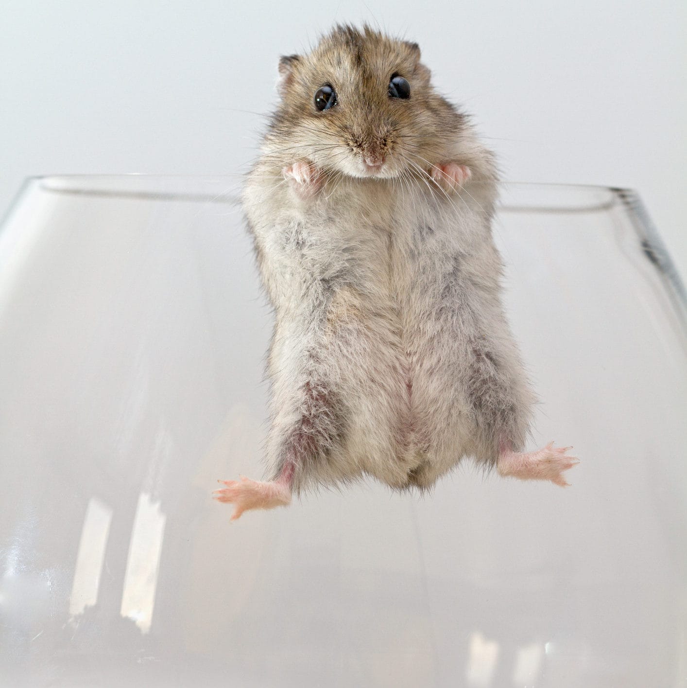 Drunk mice wake hangover free, but medicos wary of alcohol 'antidote'