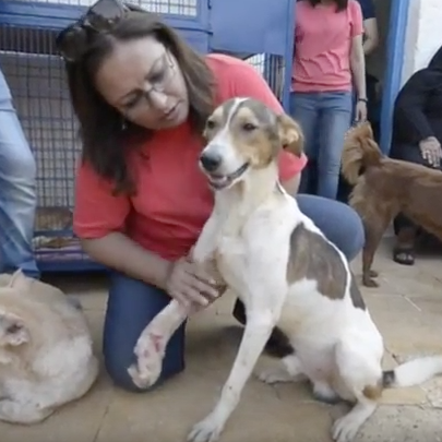 Death always close for Cairo's street dogs