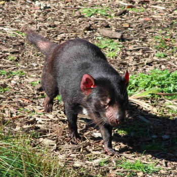 Possums, devils and frogs: Saving our endangered species