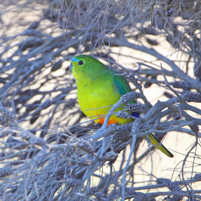 The fight for survival: creating a future for the orange-bellied parrot