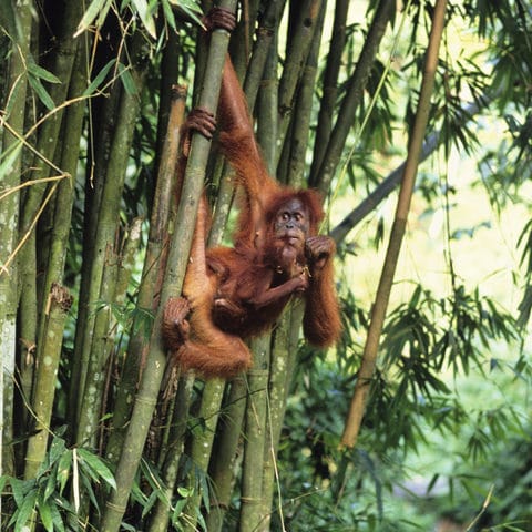 Major companies falling behind in the fight against unsustainable palm oil