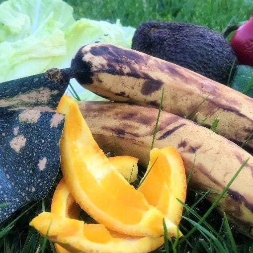 Finding profits in food scraps: Students and academics aim for creative solutions