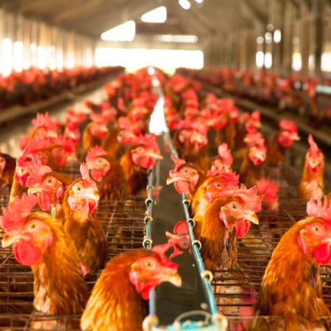 Free range: What's in a name?