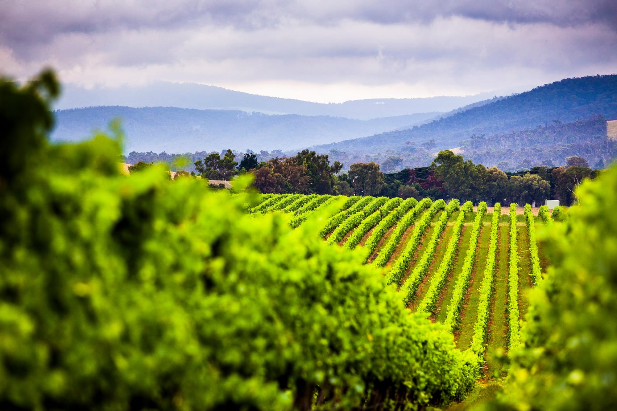 Yarra Valley air to be monitored for dangerous back-burning gases, residents want scheme extended