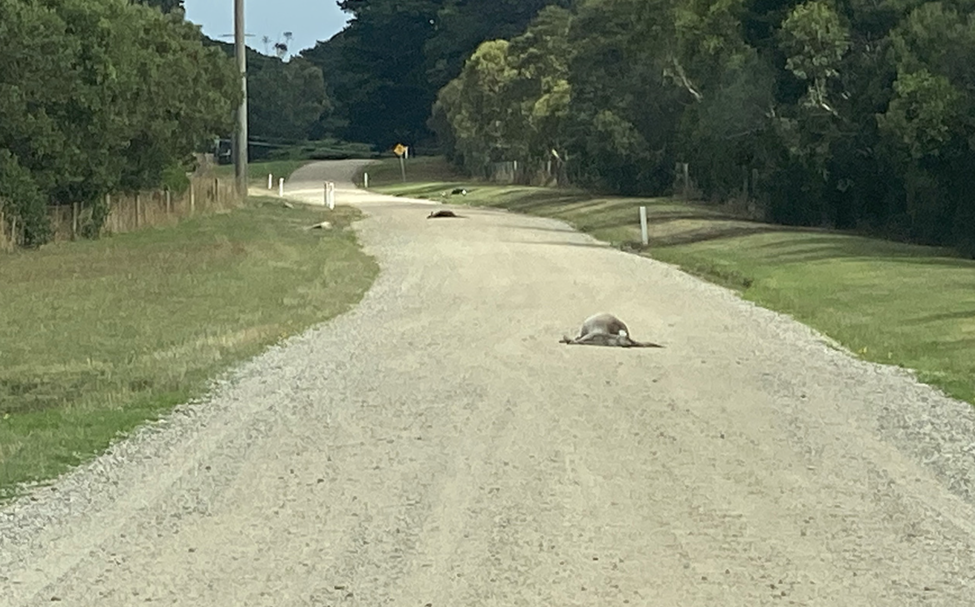 Roadkill or cruelty? Kangaroo deaths raise concerns