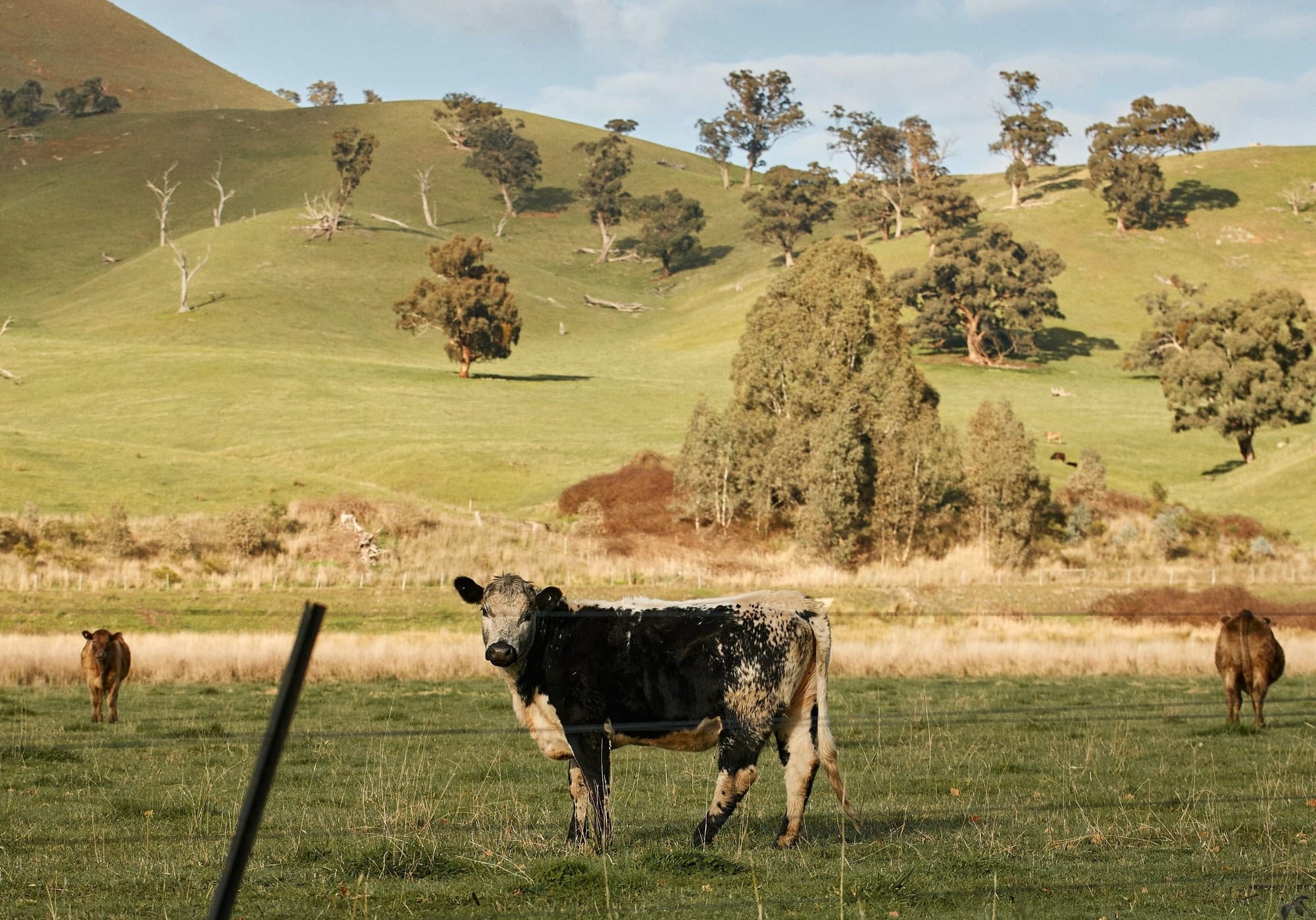 A bite out of trade, but not out of production? China’s tariff on Aussie beef