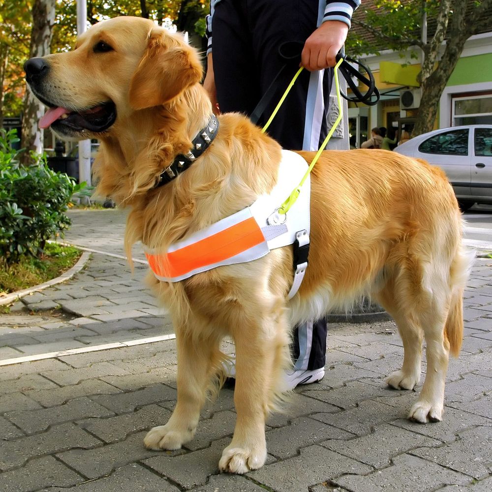 Guide dogs lead owners to a better life post image