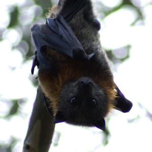 Our free urban zoo: 10 native animals you can see in and around Melbourne post image