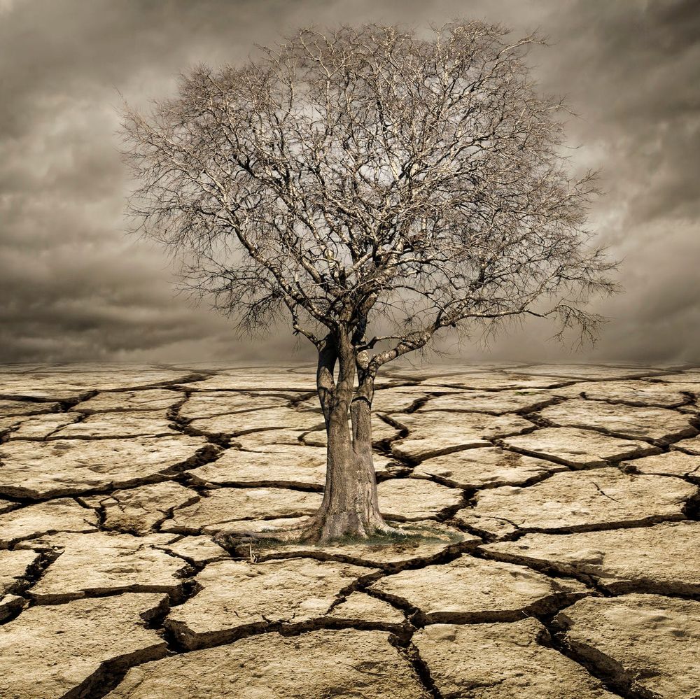 Northcote candidate profile: Bryony Edwards, Save the Planet post image