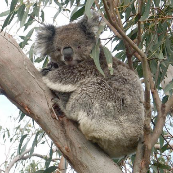 The uncertain future of the koala post image