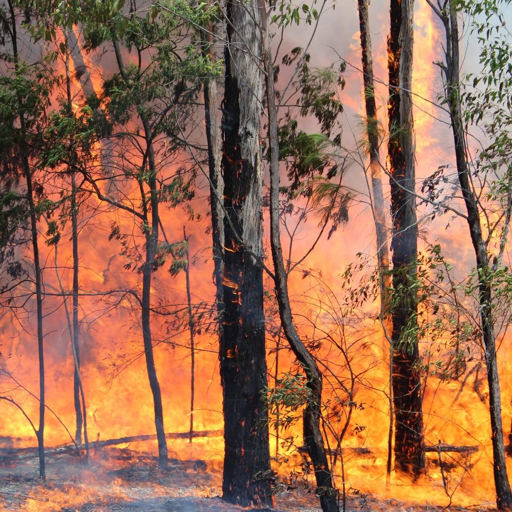 Drought sets the scene for bushfire disaster post image