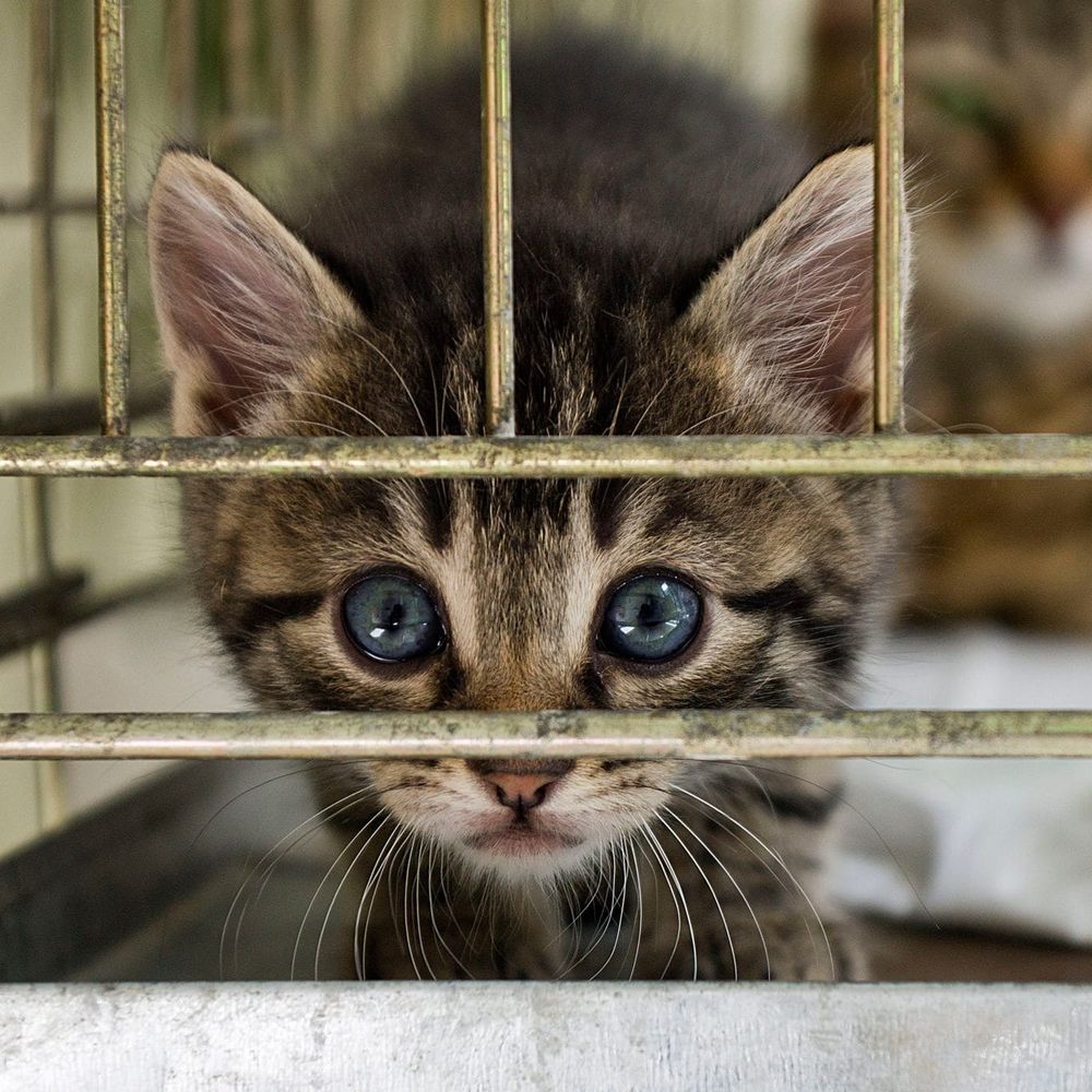 International students face 'pet discrimination' post image