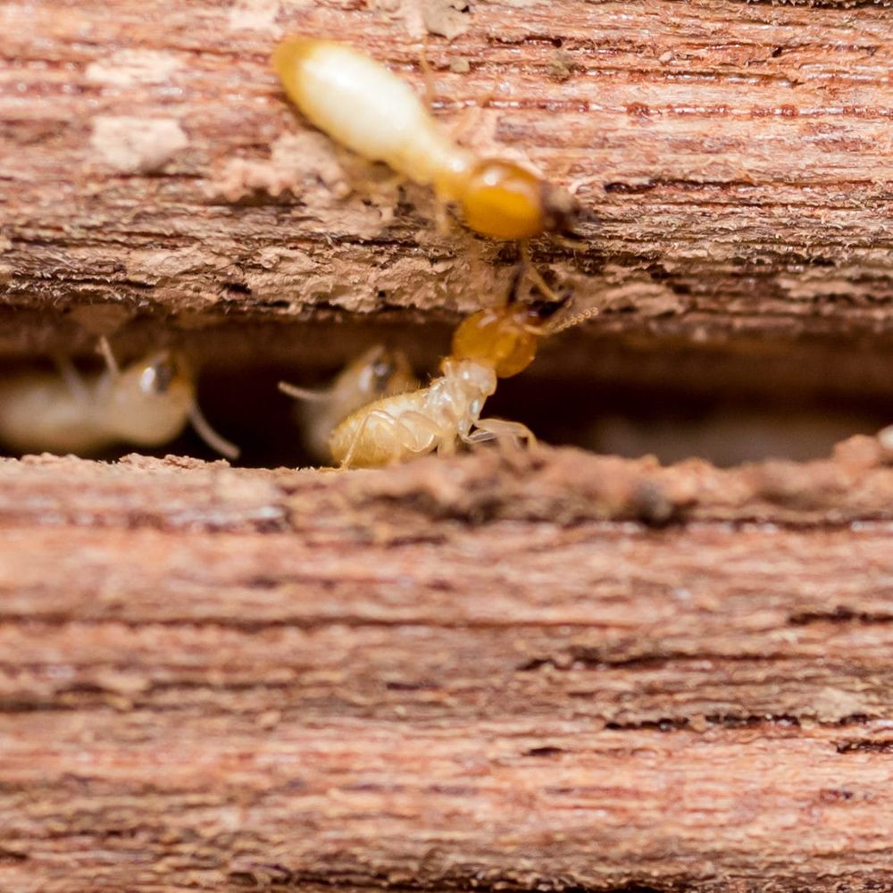 'How is this possible?' Parents fuming after termite-damaged school denied mobile classrooms post image