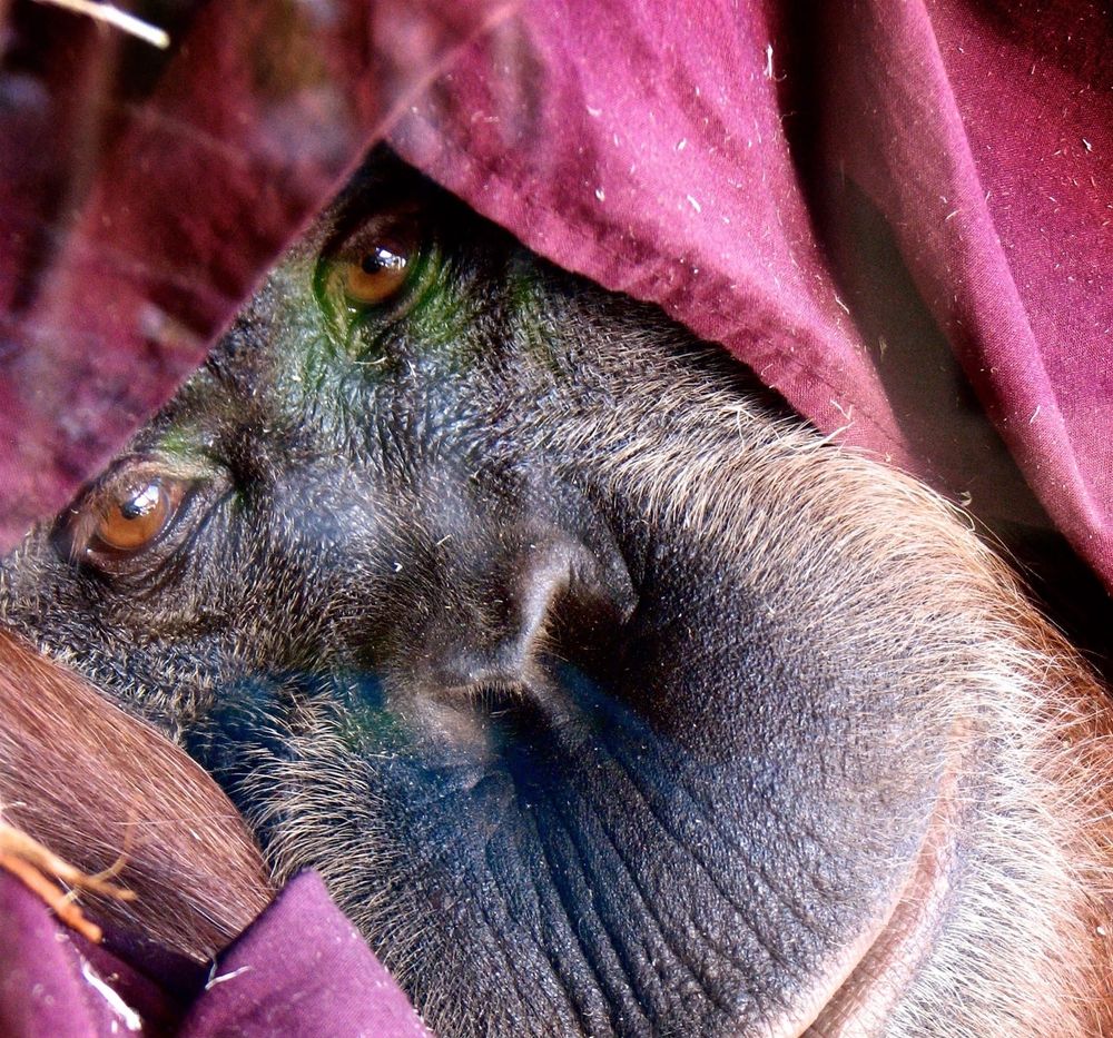 Push for mandatory palm oil labelling grows as orangutan numbers decline post image