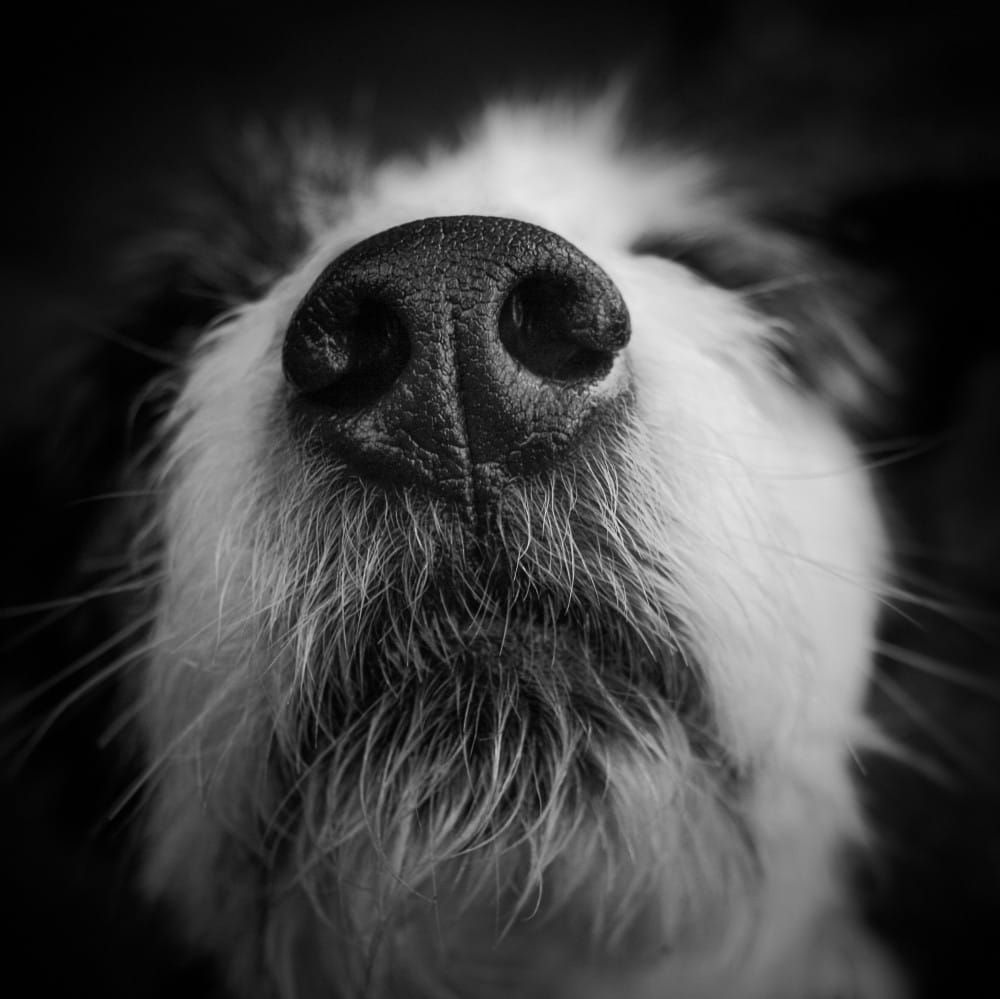 Puppy farms and cruelty on the agenda at Australia’s first Animal Law Week post image