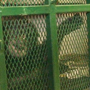 Chimpanzee plaintiffs: the next social justice movement post image