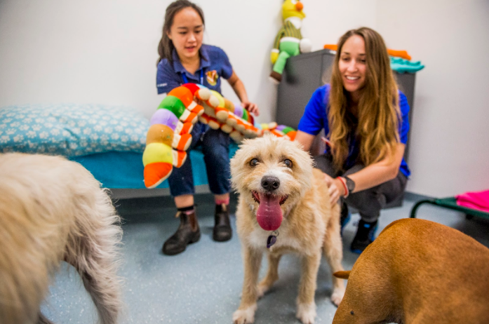 Fears pets adopted during isolation could be left out in the cold when lockdown ends post image