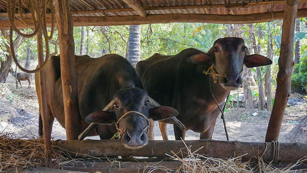 Gippsland's large animal vet shortage post image